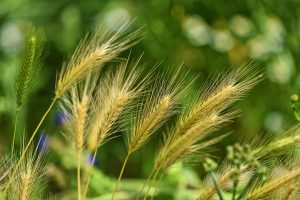 Gräser können Allergien verursachen